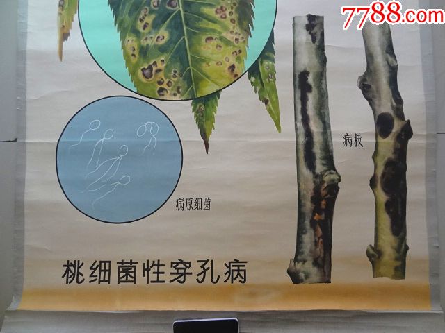 水彩原稿桃细菌性穿孔病130厘米92厘米