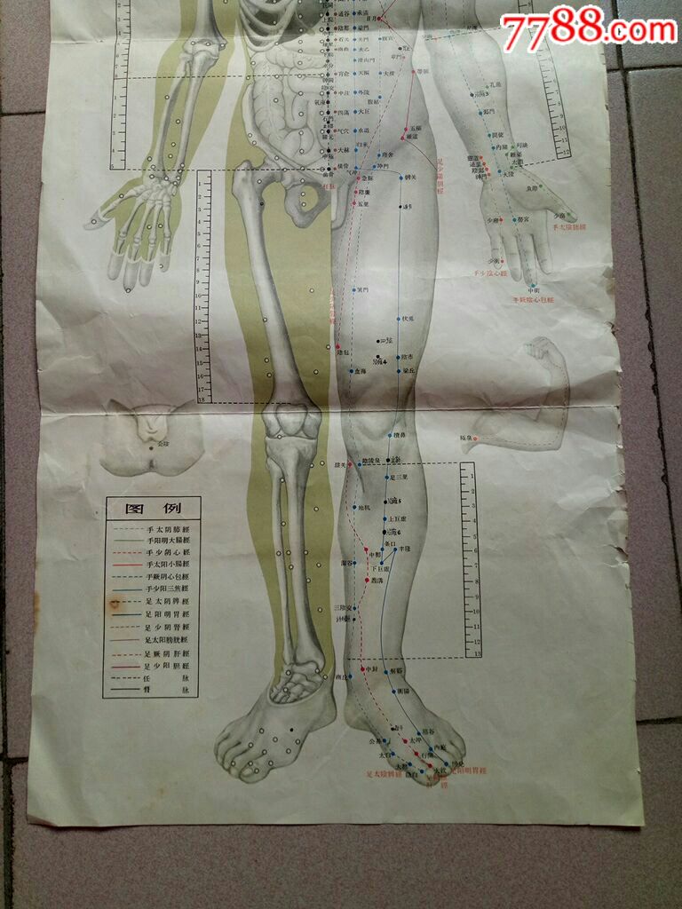 1969年北京中医院针灸经络挂图一套(三张)全