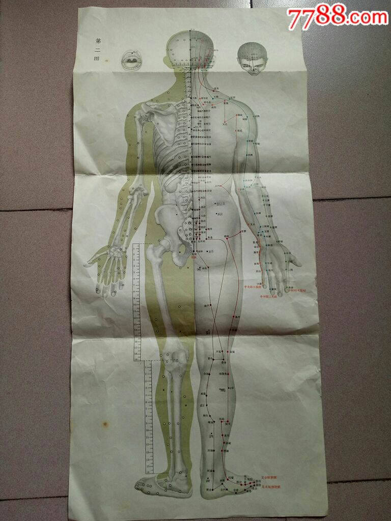 1969年北京中医院针灸经络挂图一套(三张)全