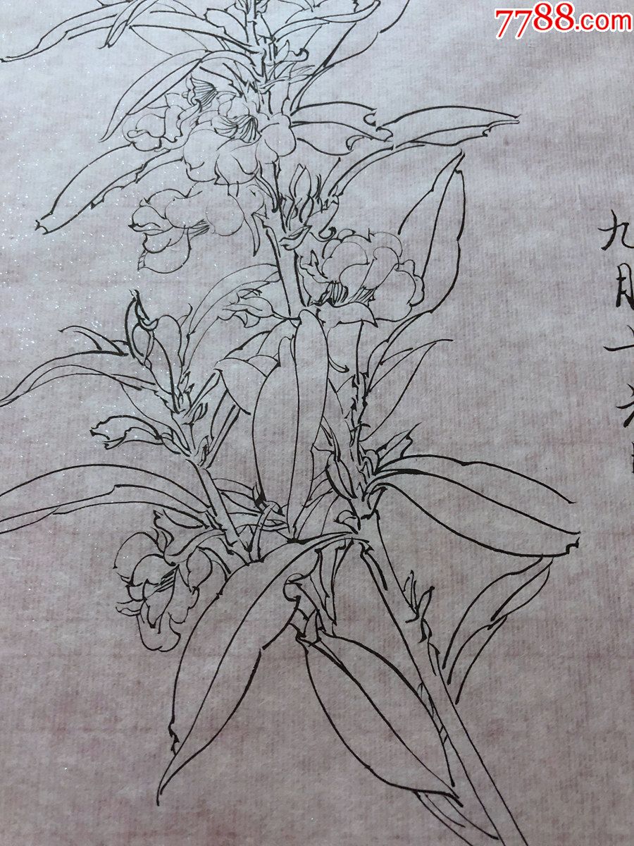 国画原作,647,工笔白描花鸟画