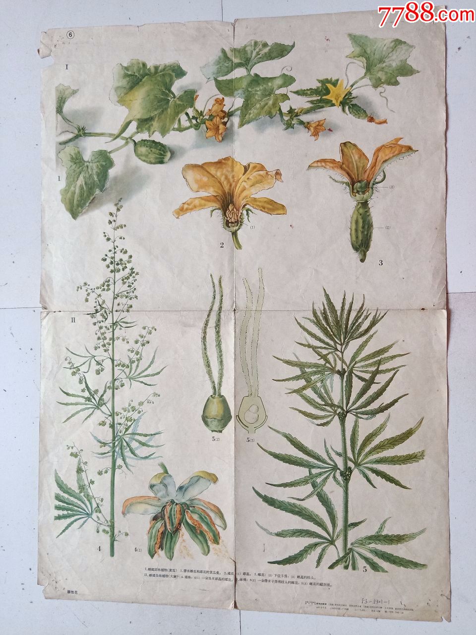 单性花(印刷画约76M*53CM)