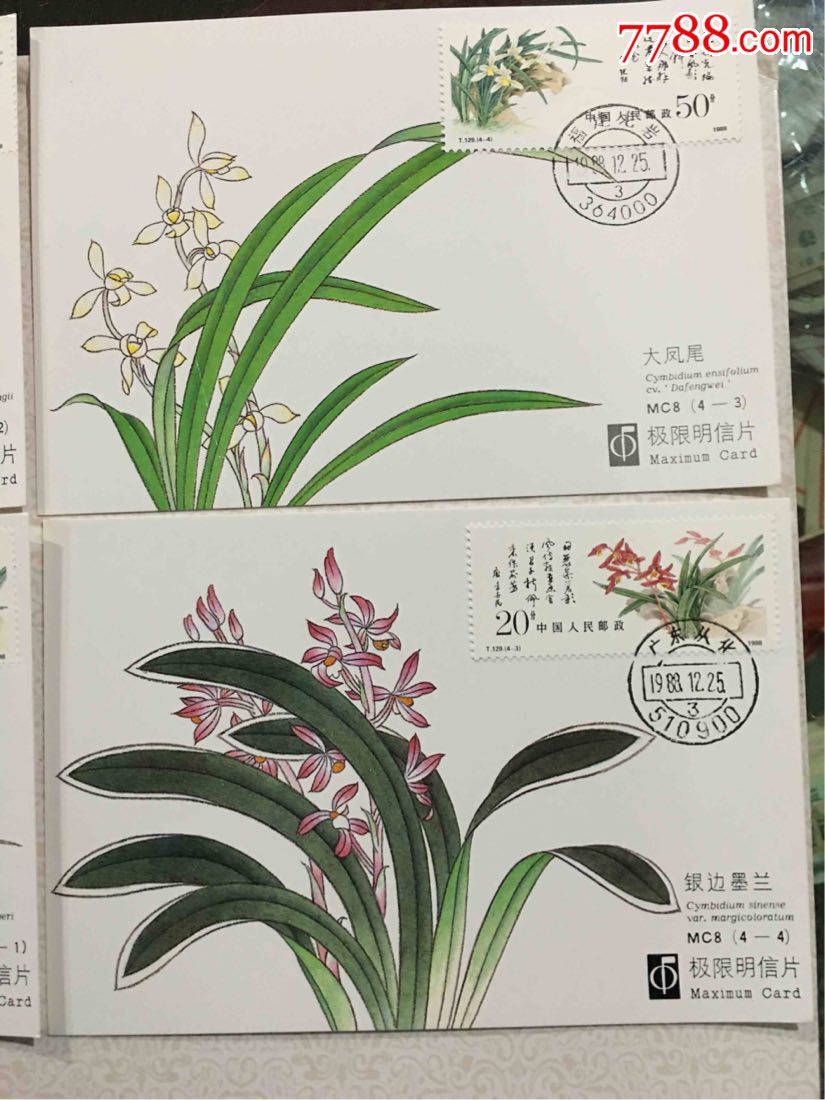 兰花极限片【小东北卡店】_第1张_7788收藏__中国收藏热线