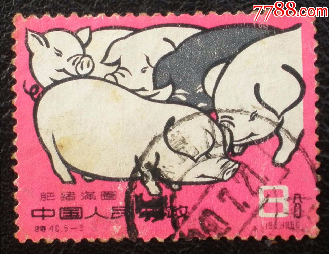 信销票特40养猪5-3:肥猪满圈