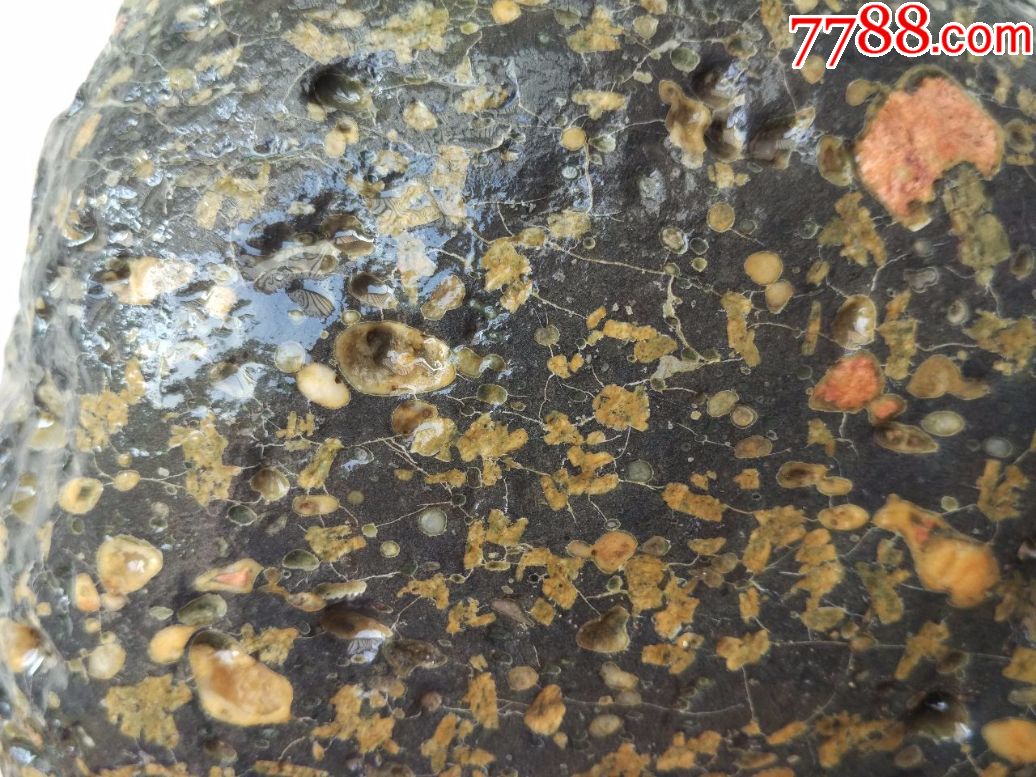 洛阳奇石583梅花玉原石“大美无声”