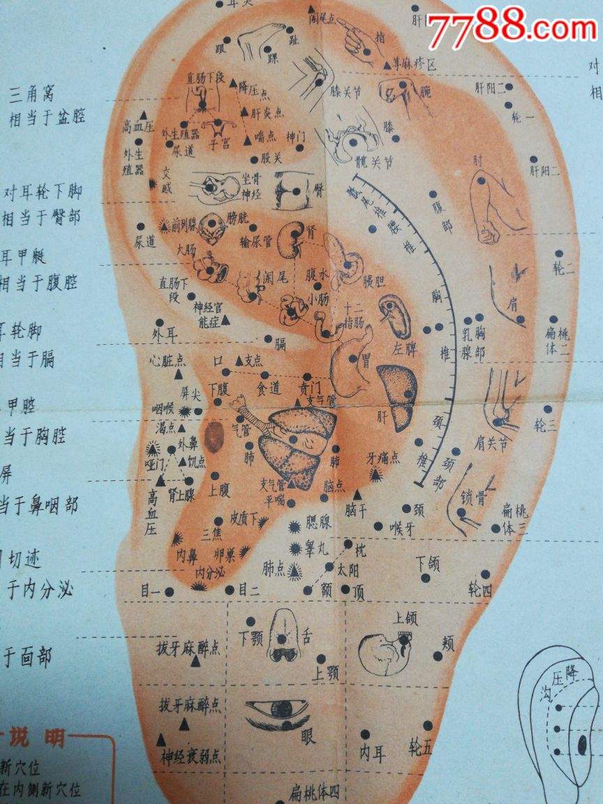 印有语录的沈阳医学院出耳针穴位示意图_教学挂图_海