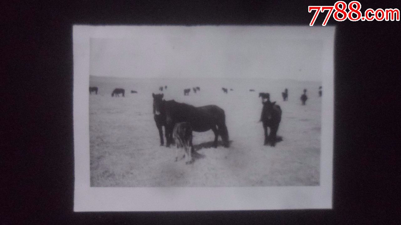 山丹军马场体验生活拍摄取景照-价格:55元-se63039830-老照片-零售