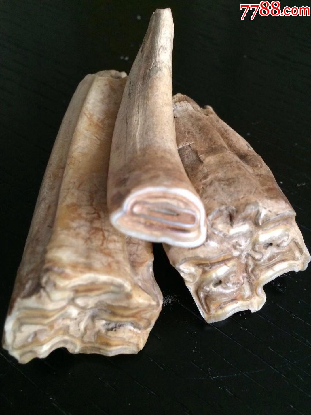 牙齿化石