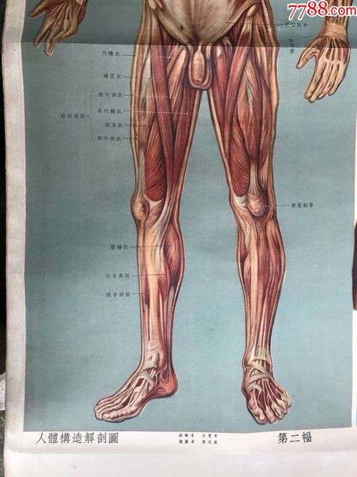 人体构造解剖图--肌肉系统