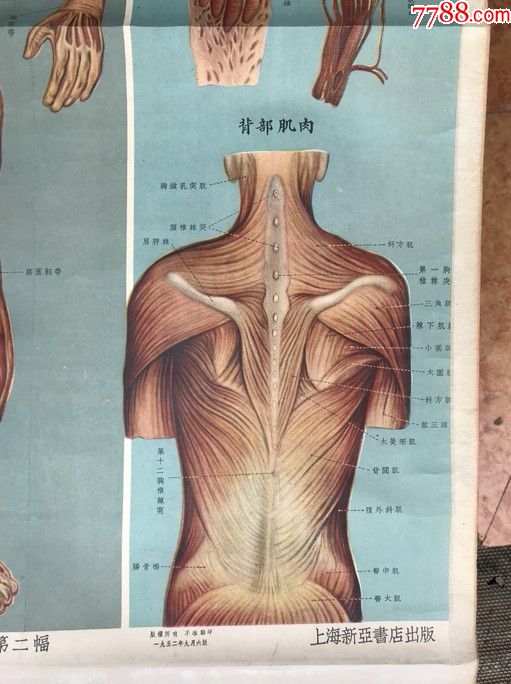人体构造解剖图-肌肉系统