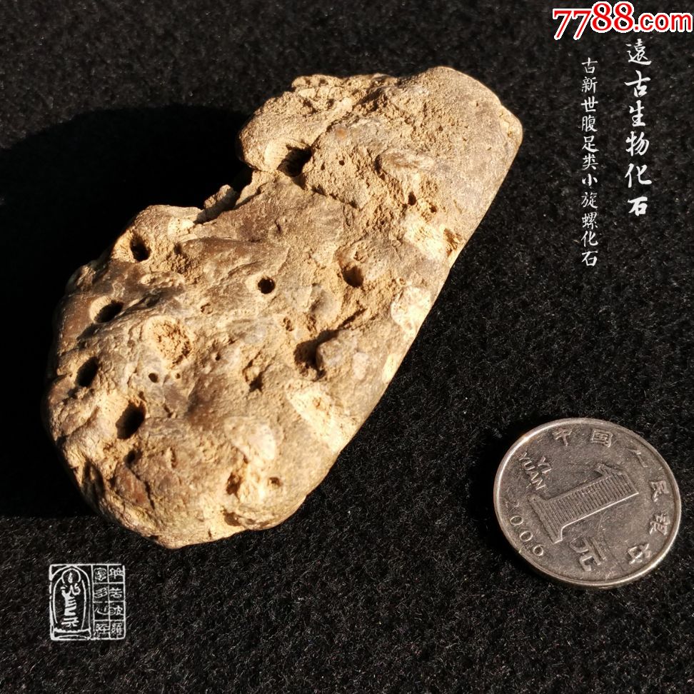 古生物化石动物化石产地宜昌古新世腹足类小旋螺化石观赏装饰摆件