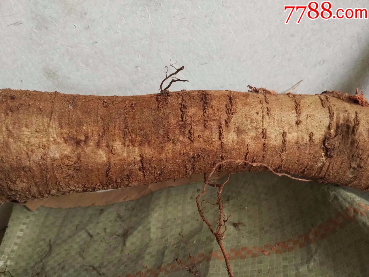 太行山木质摆件巨龙腾飞老根料形态真