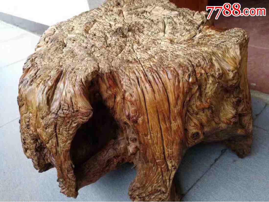 老柏木墩子.老木头大美