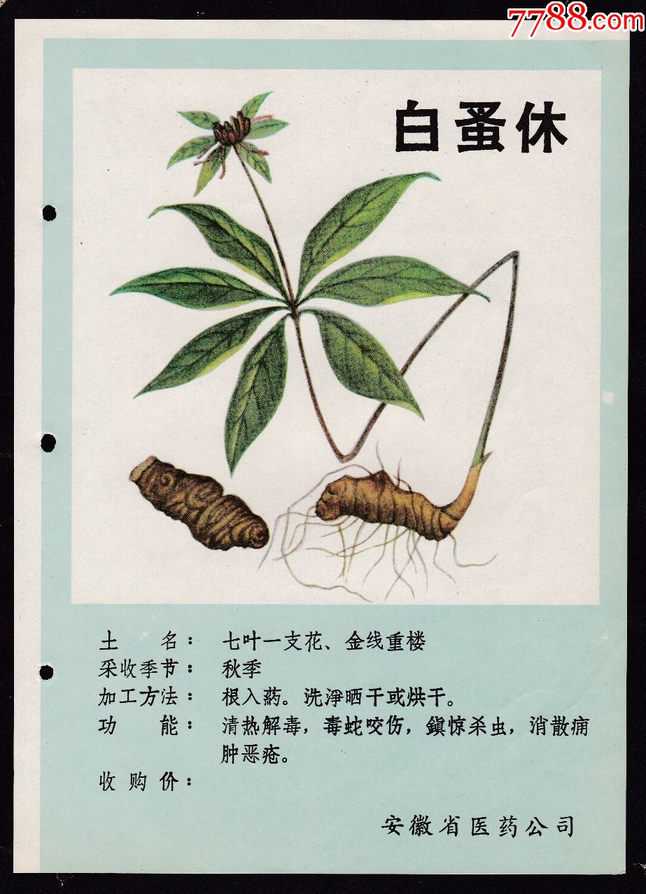 【白蚤休-中药材广告】
