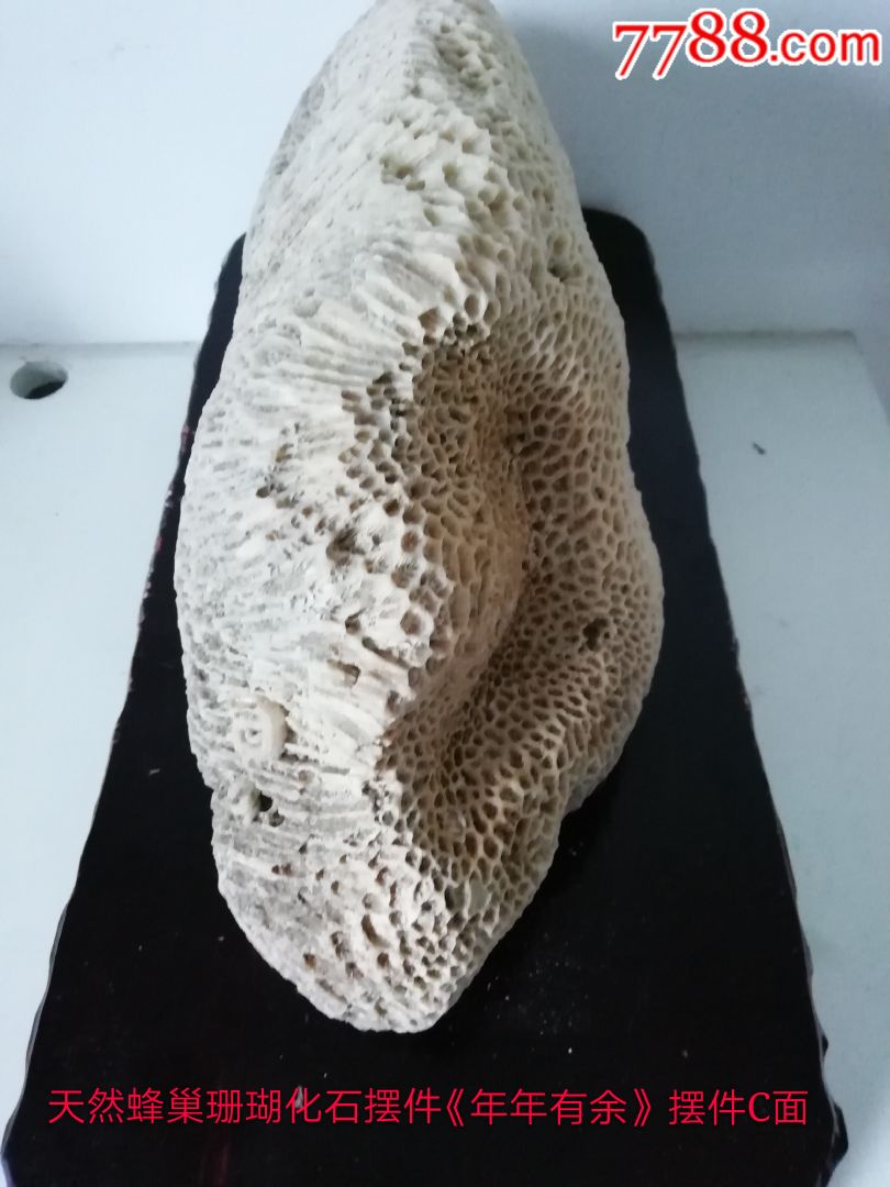 蜂巢珊瑚化石摆件年年有余