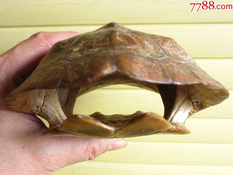 长型大型乌龟壳/龟甲/龟板(少见另类趣味收藏品)