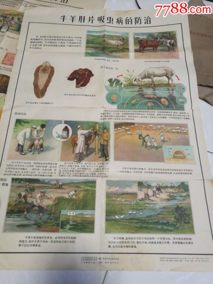 牛羊肝片吸虫病的防治