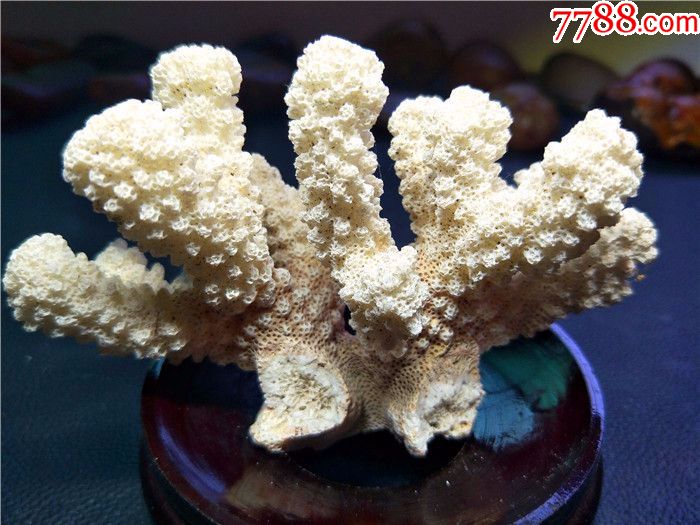 纯天然白珊瑚约12厘米,鱼缸水族造景,家居摆设_珊瑚