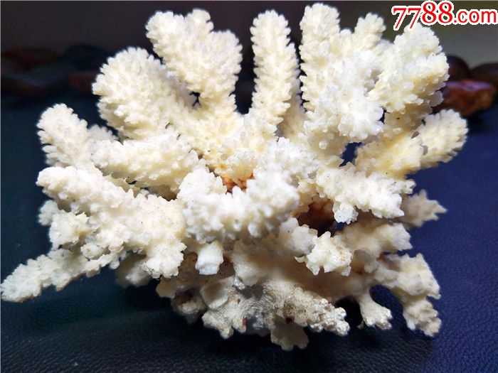 纯天然白珊瑚约20厘米,净重714克,鱼缸水族造景,家居