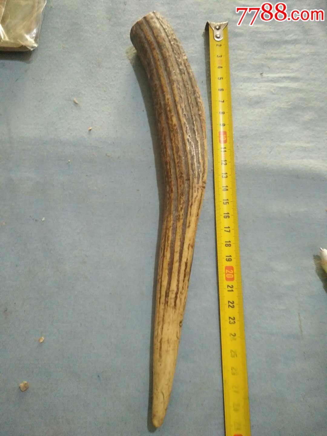 清代大鹿角高28cm