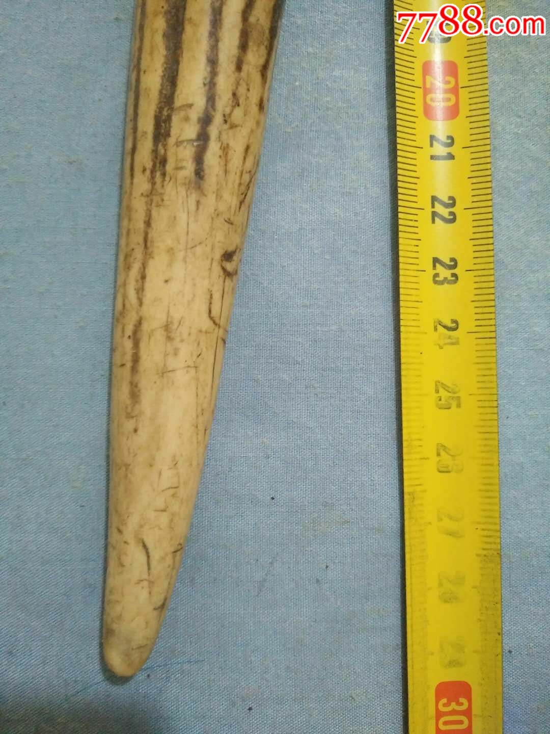 清代大鹿角高28cm