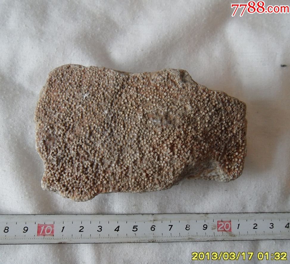 鱼籽化石鱼籽石奇石观赏石鱼化石