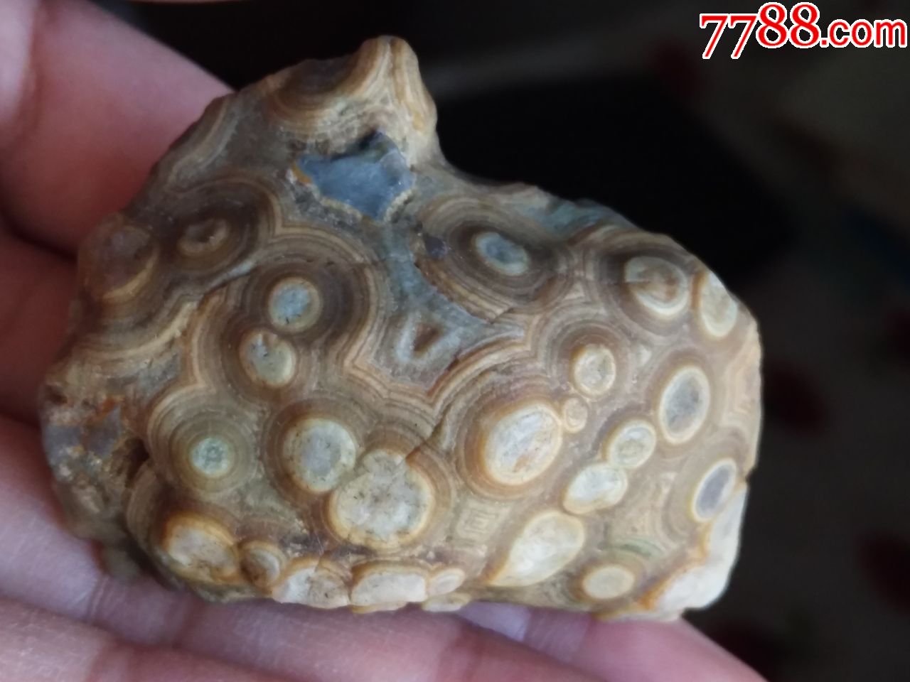 天然戈壁原石摆件九眼石页岩眼睛石玛瑙原石一块