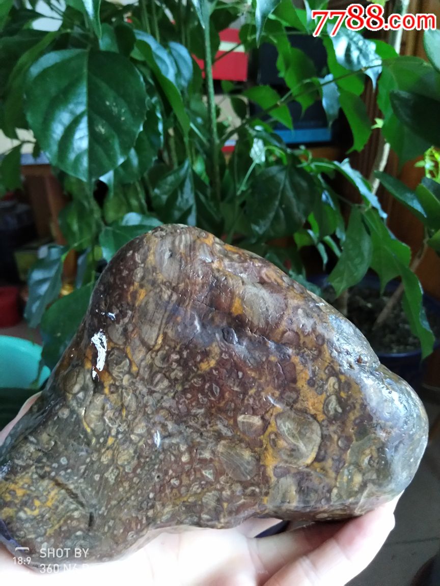 奇石蛇纹石豹纹石金钱石化石