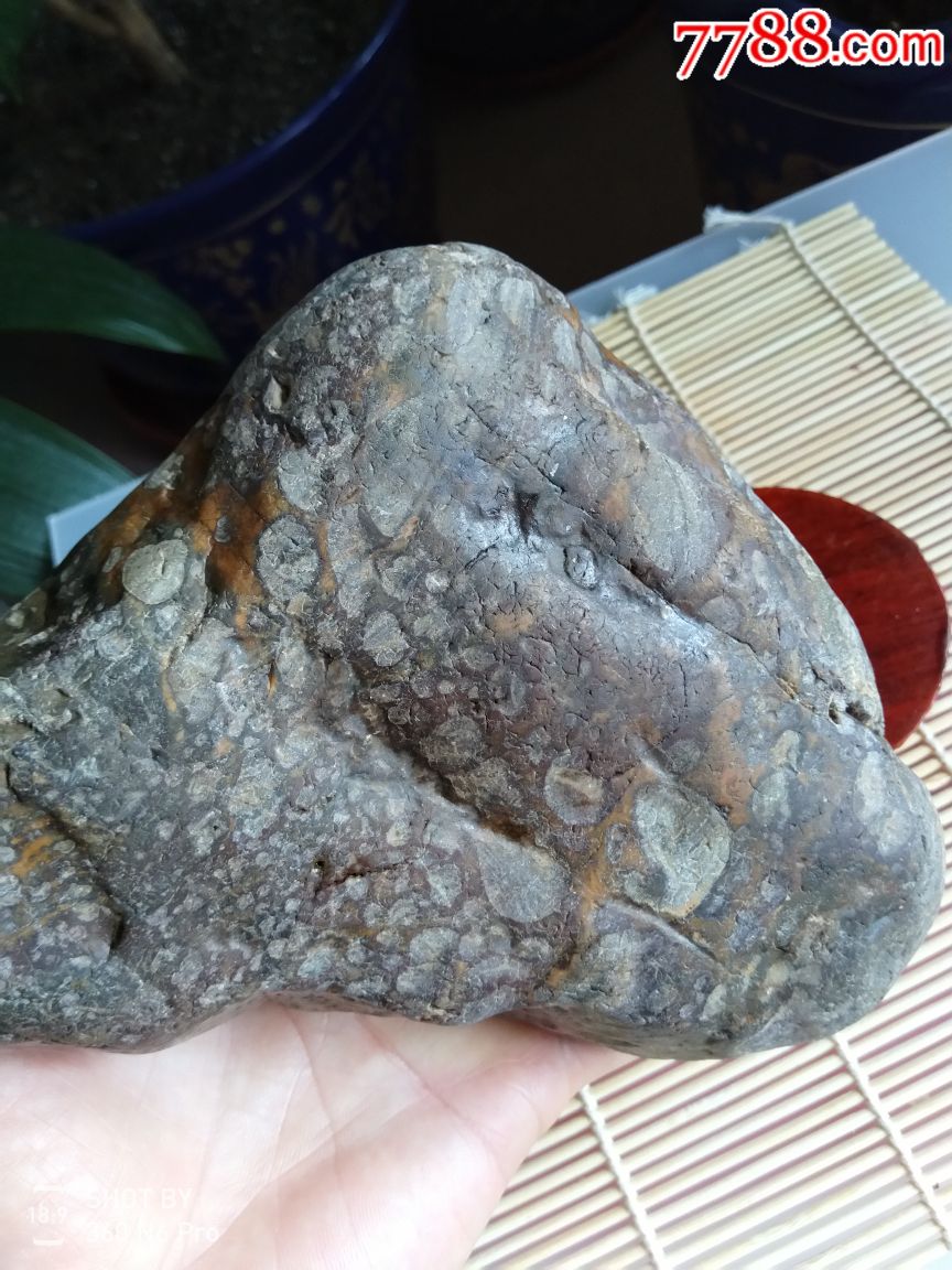 奇石蛇纹石豹纹石金钱石化石