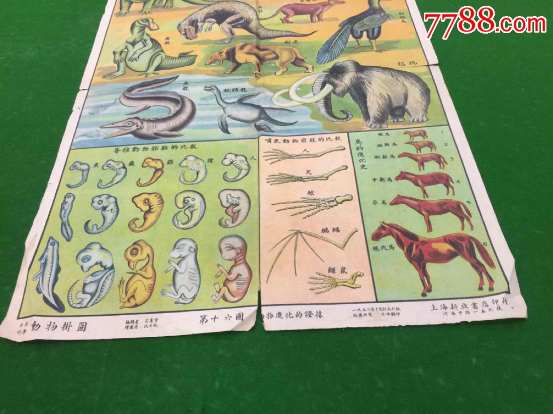 1950年动物挂图-动物进化的证据_价格48.