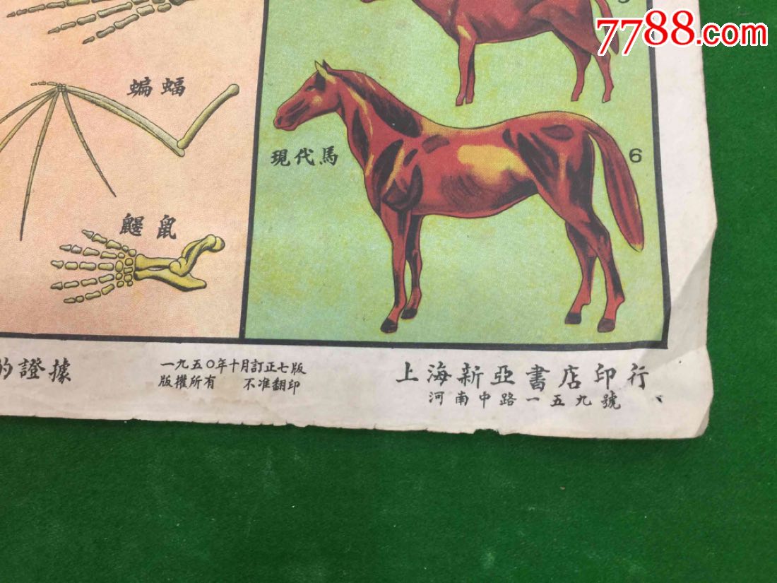 1950年动物挂图-动物进化的证据_价格48.