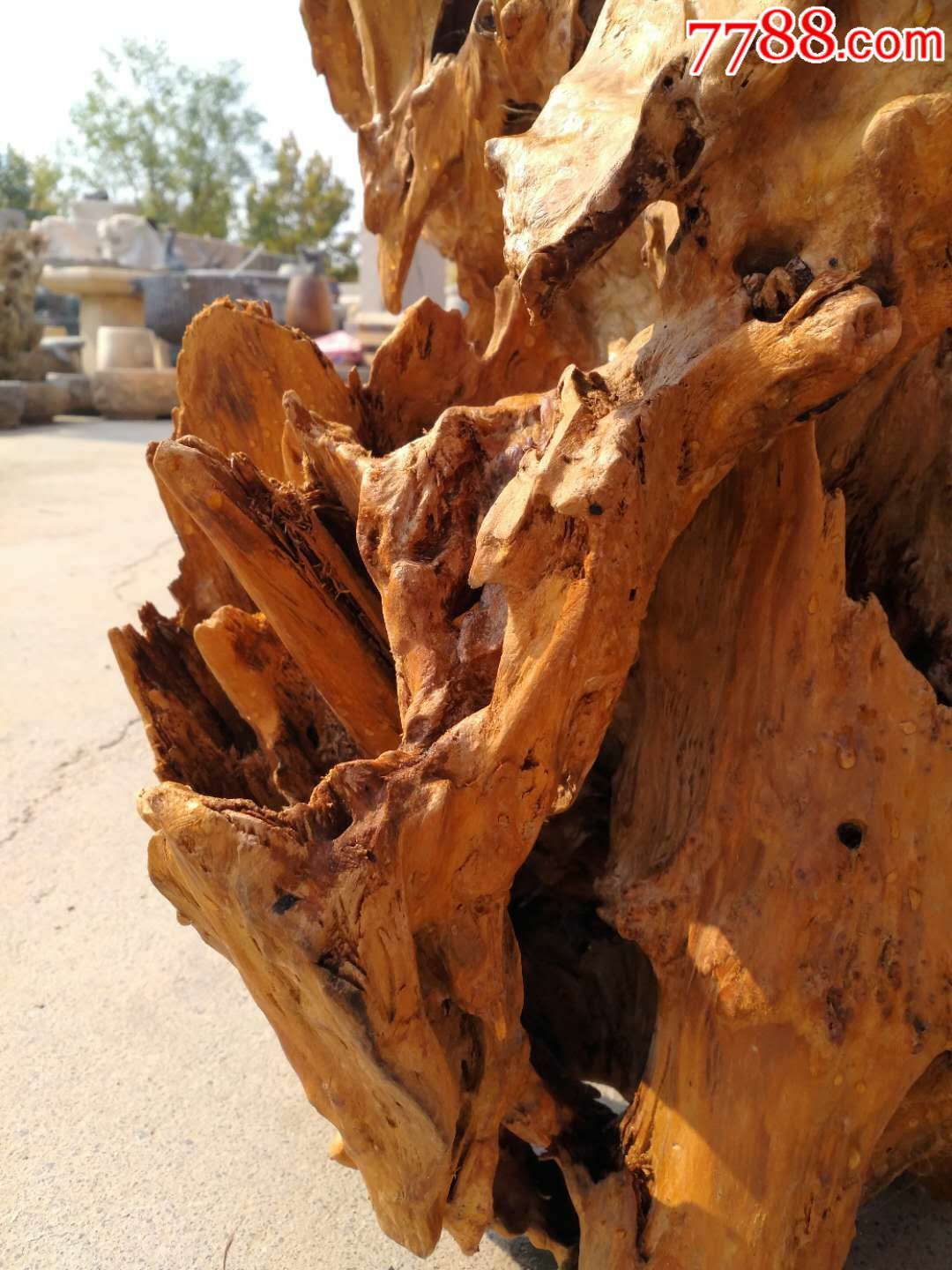 新疆胡杨木,根雕,千年不腐烂,木质坚硬,经过万年自然风化而成,欣赏