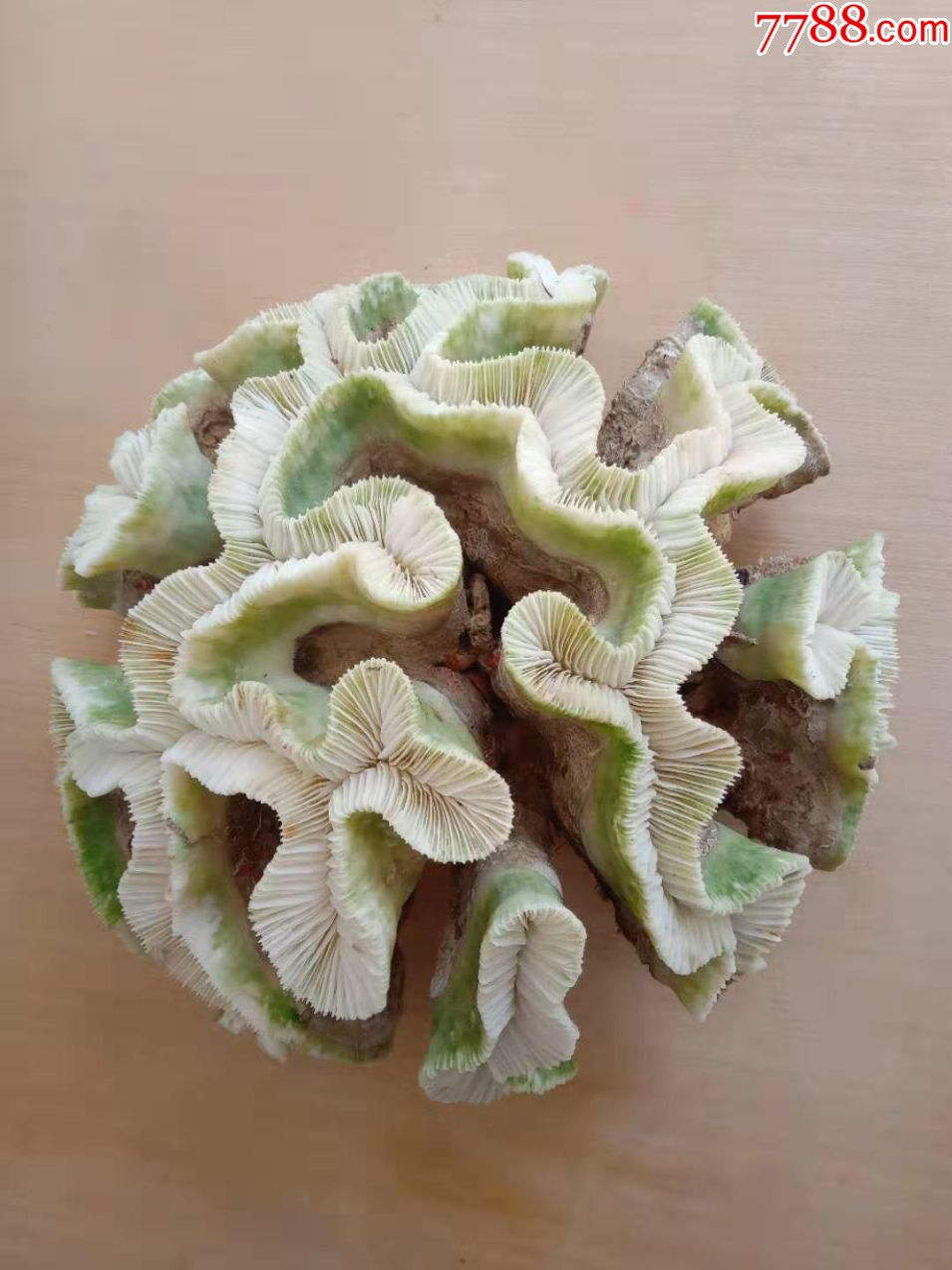 缅甸天然绿珊瑚,非常有特色呈半球状,形状好,完美,2.5公斤