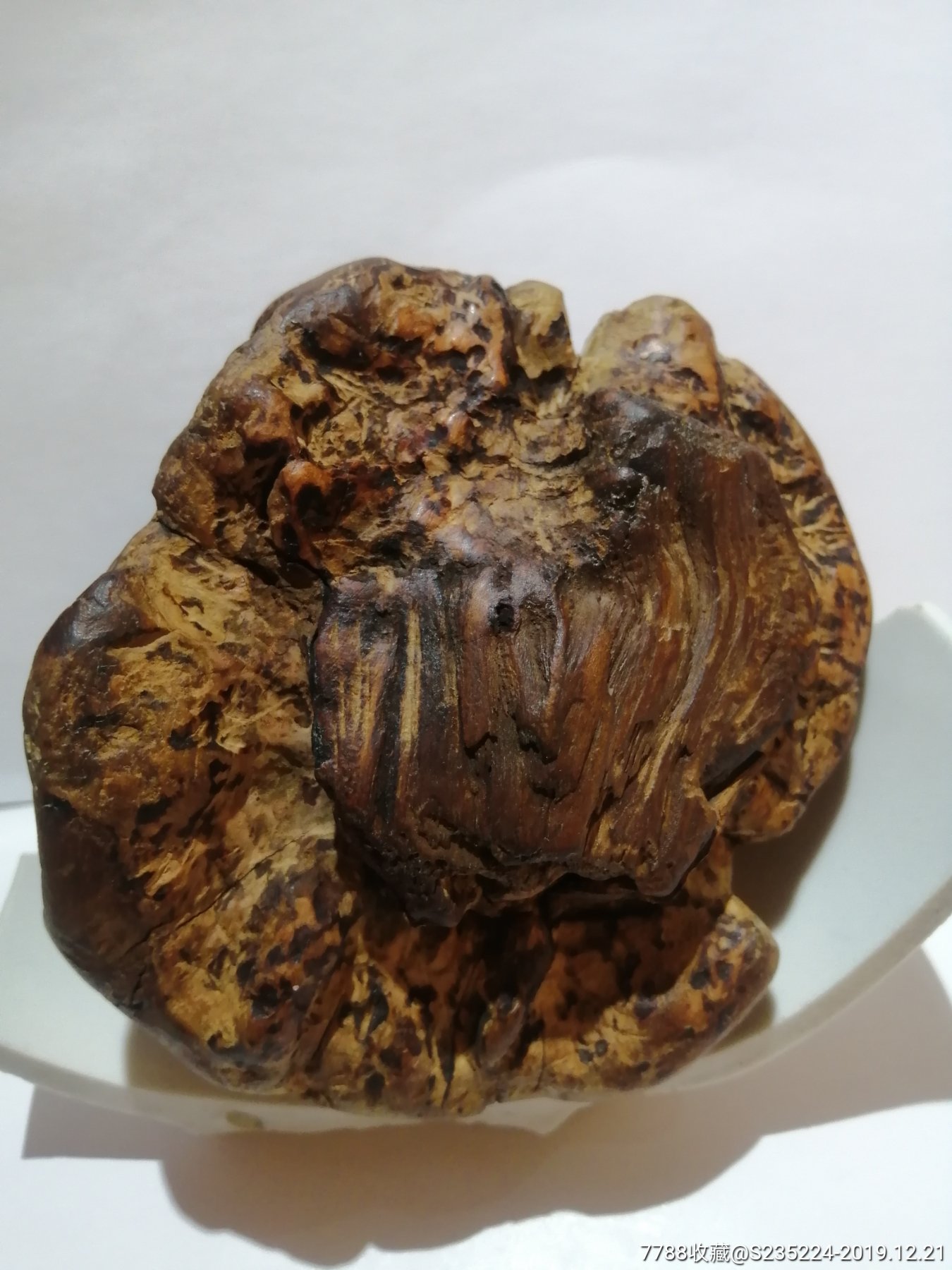 百年天然松树瘤原料