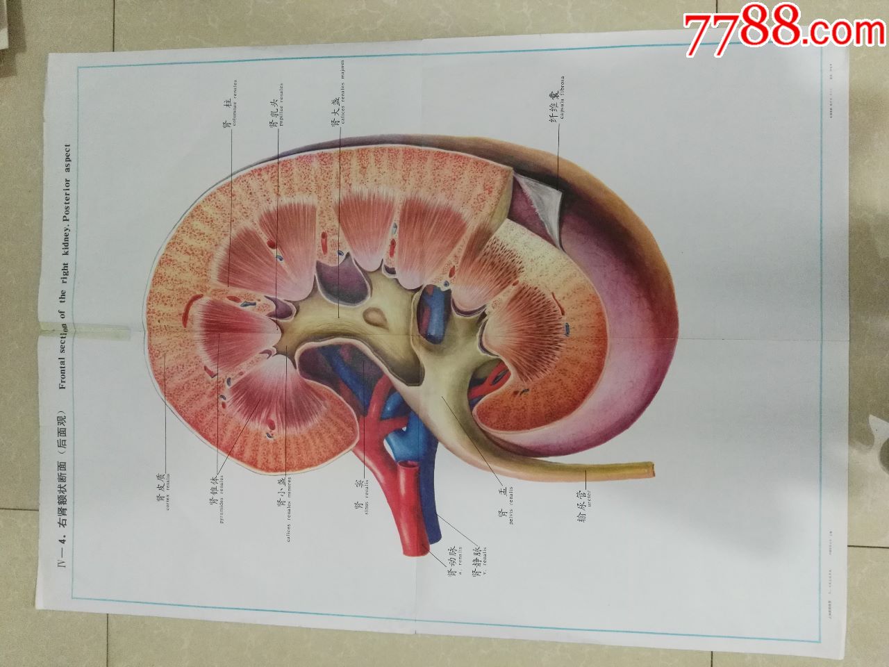 全开人体解剖挂图-右肾额状断面(后面观-中国医科大学出品