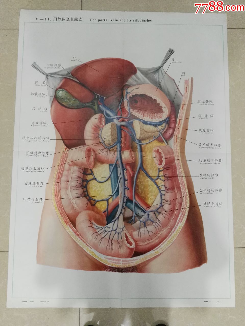 全开人体解剖挂图门静脉及其属支中国医科大学出品