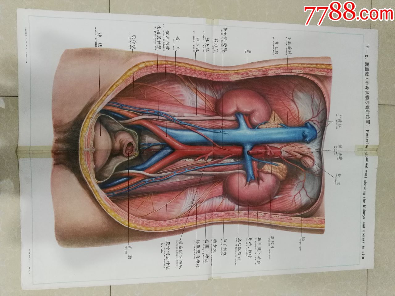 全开人体解剖挂图-腹后壁(示肾及输尿管的位置)-中国医科大学出品