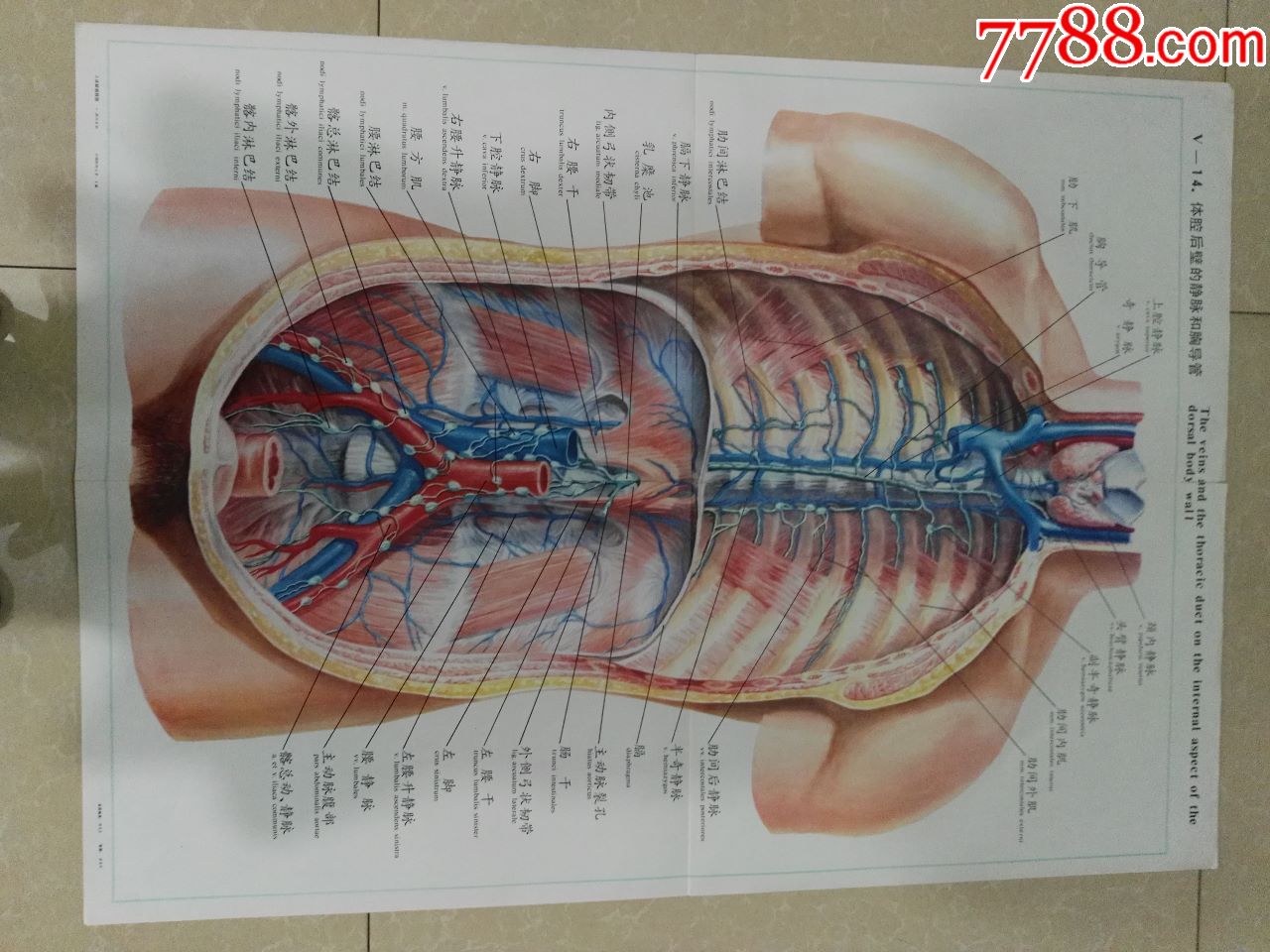全开人体解剖挂图-体腔后壁的静脉和胸导管-中国医科大学出品