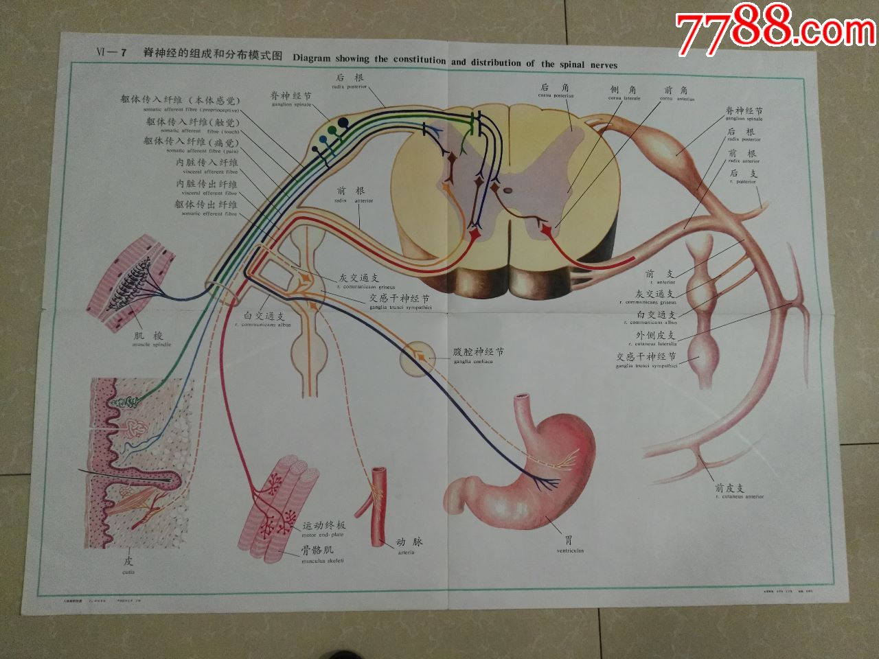 全开人体解剖挂图-脊神经的组成和分布模式图-中国医科大学出品