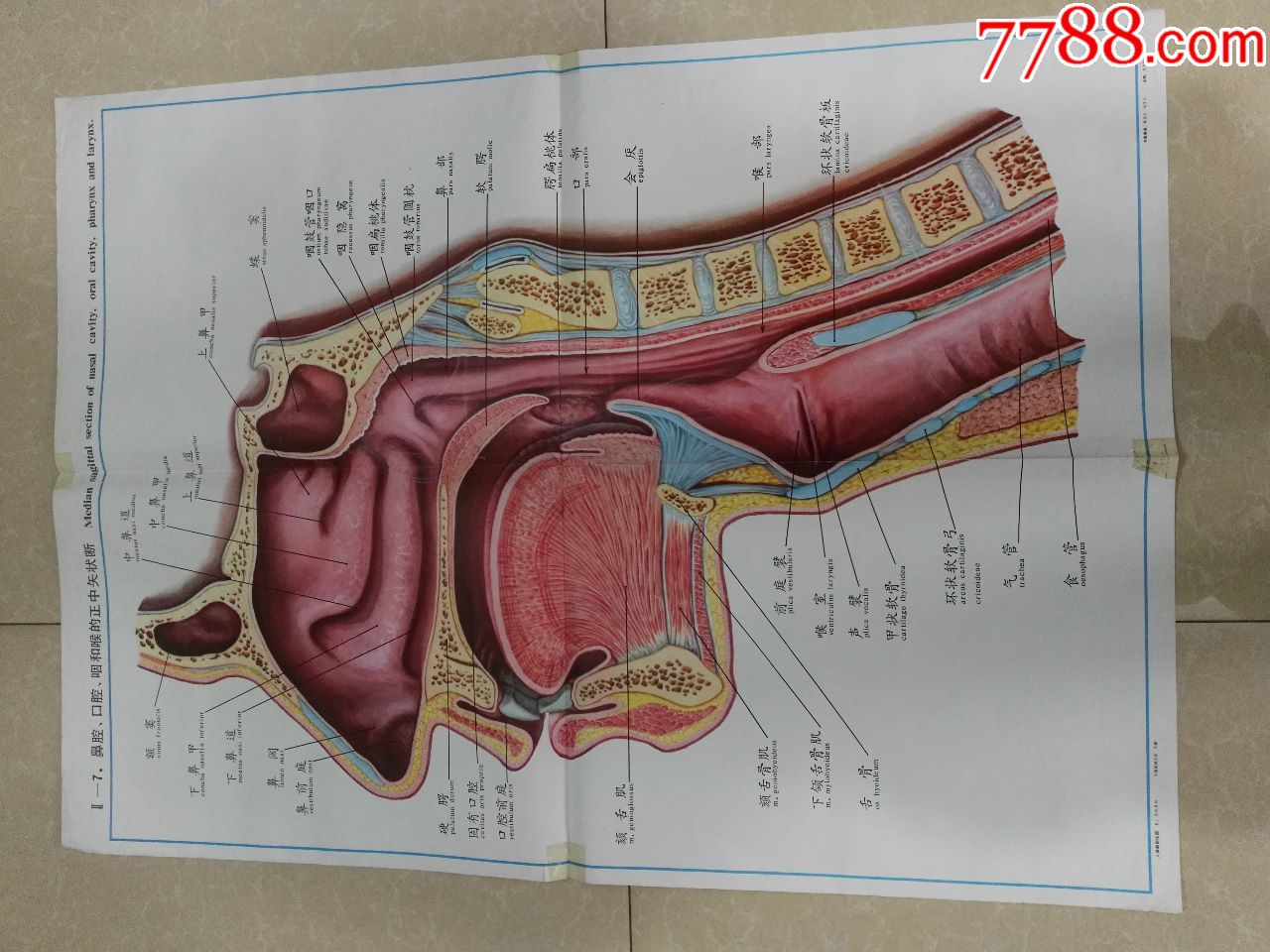 全开人体解剖挂图鼻腔口腔咽和喉的正中矢状断中国医科大学出品