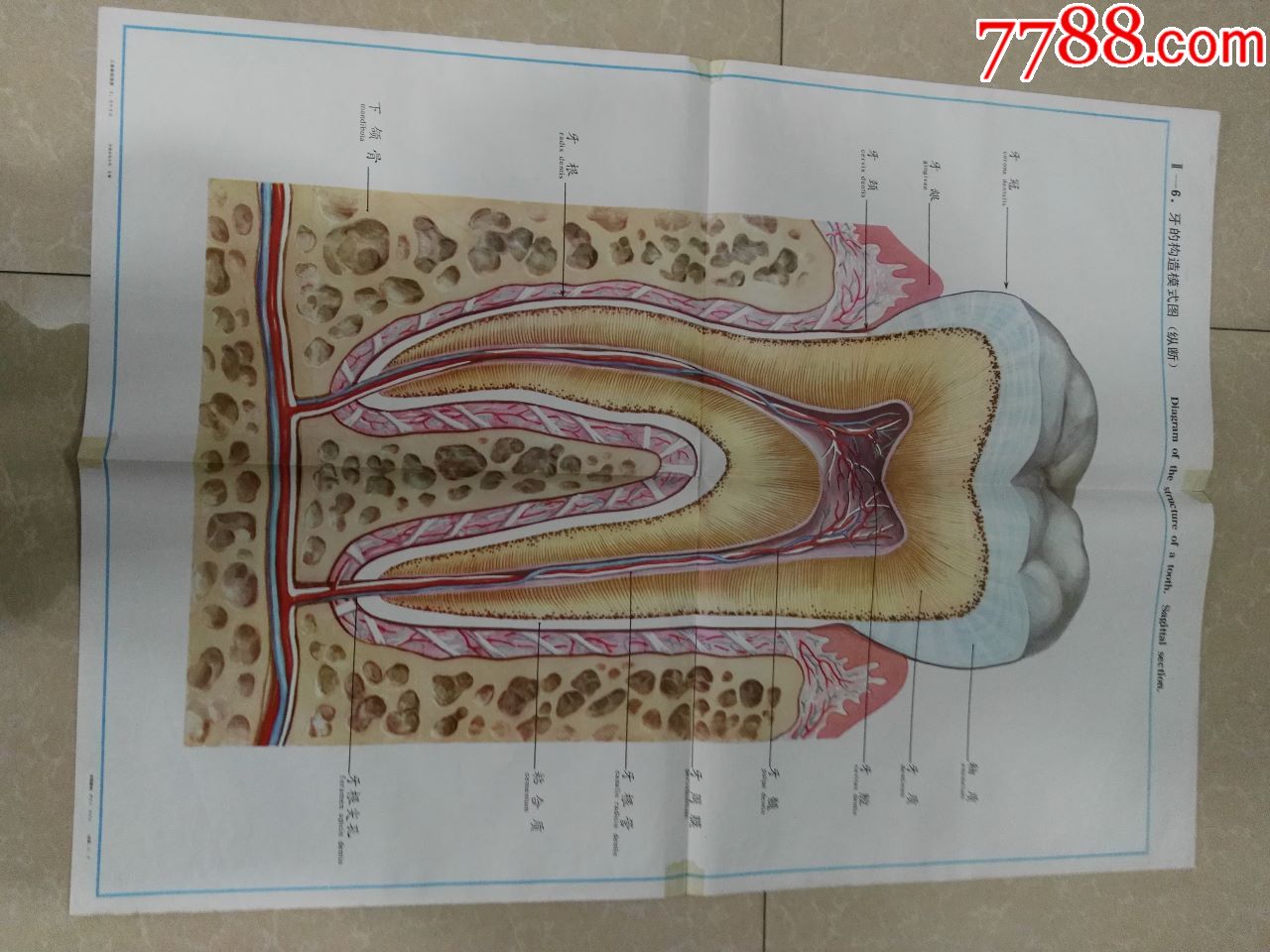 全开人体解剖挂图-牙的构造模式图(纵断)-中国医科大学出品