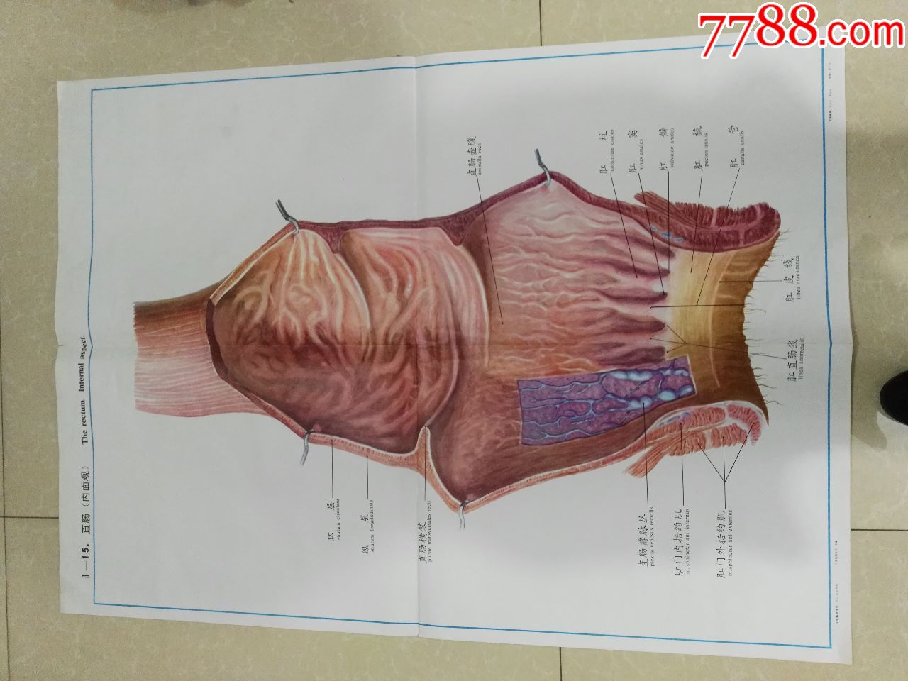 全开人体解剖挂图-直肠(内面观)-中国医科大学出品