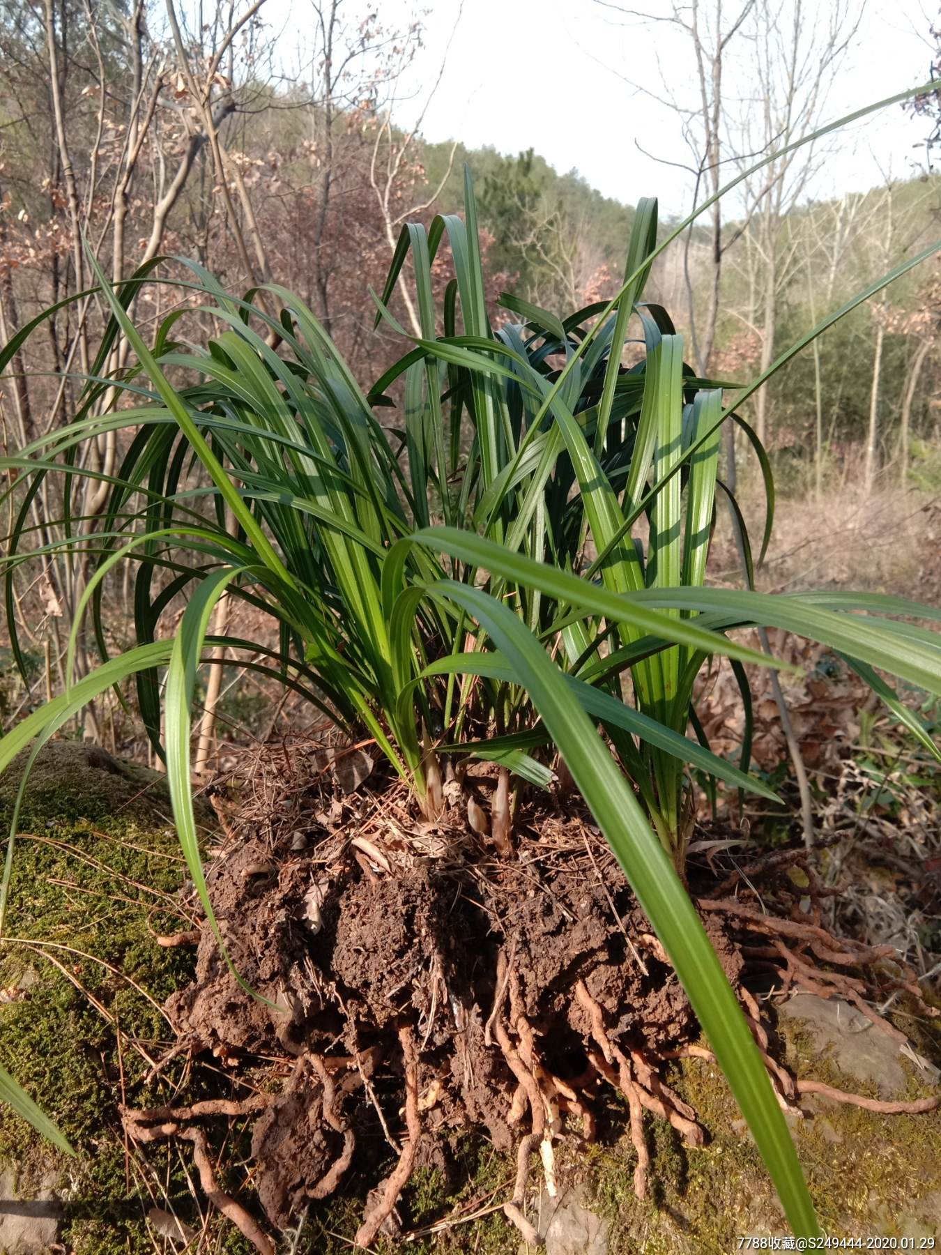 野生兰草花