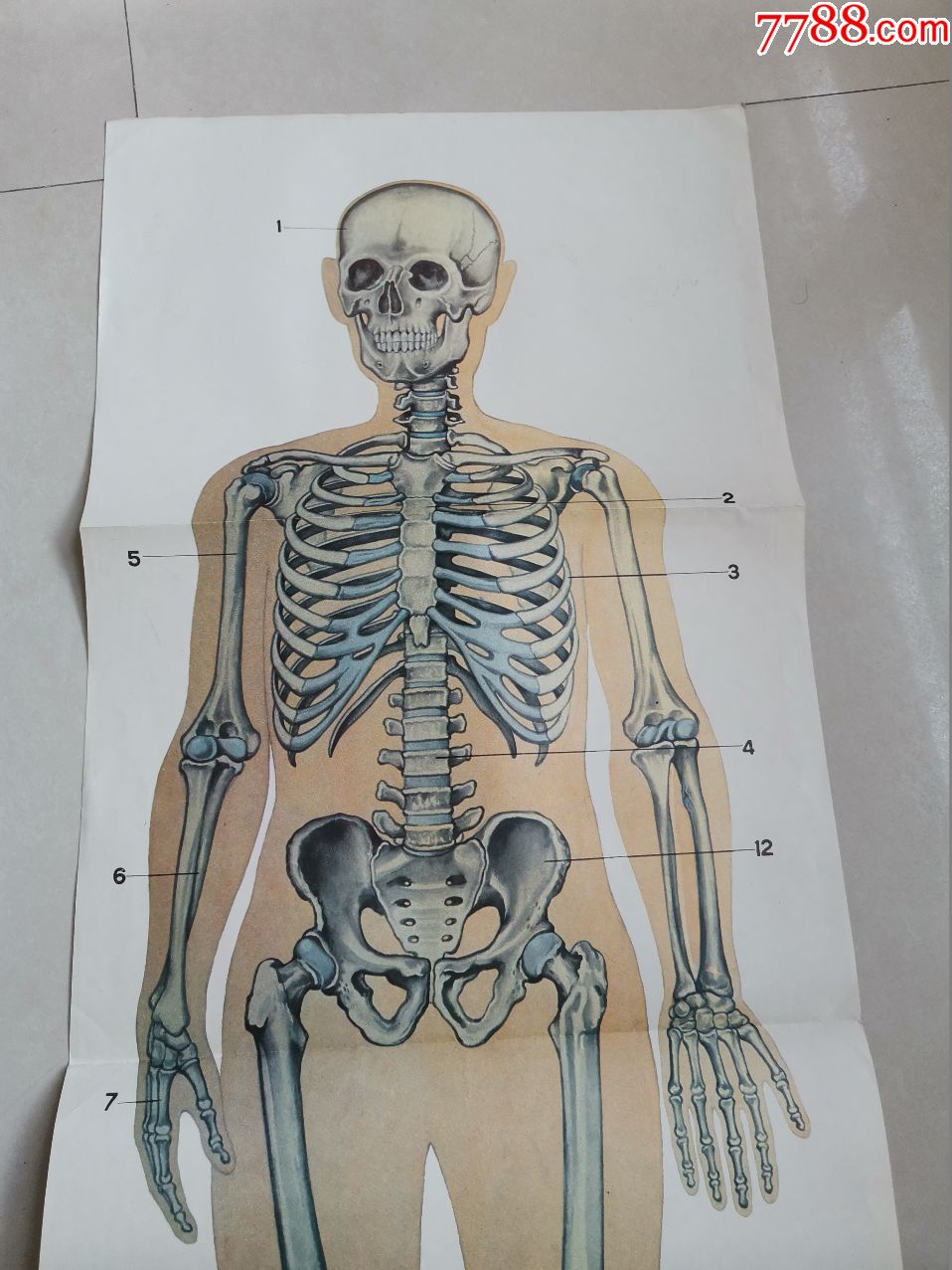 小学课本自然教学挂图:生理卫生辑-人体骨骼