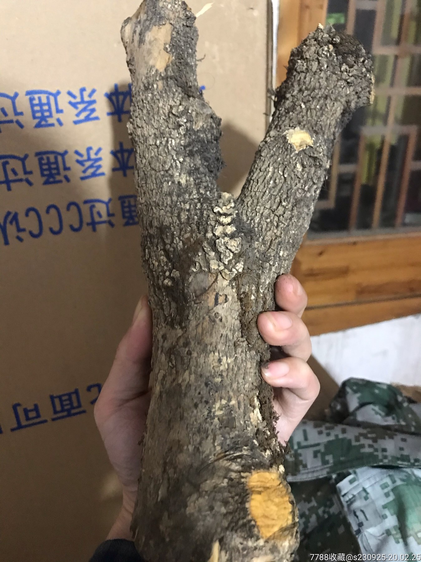 黄杨树叉超大精品