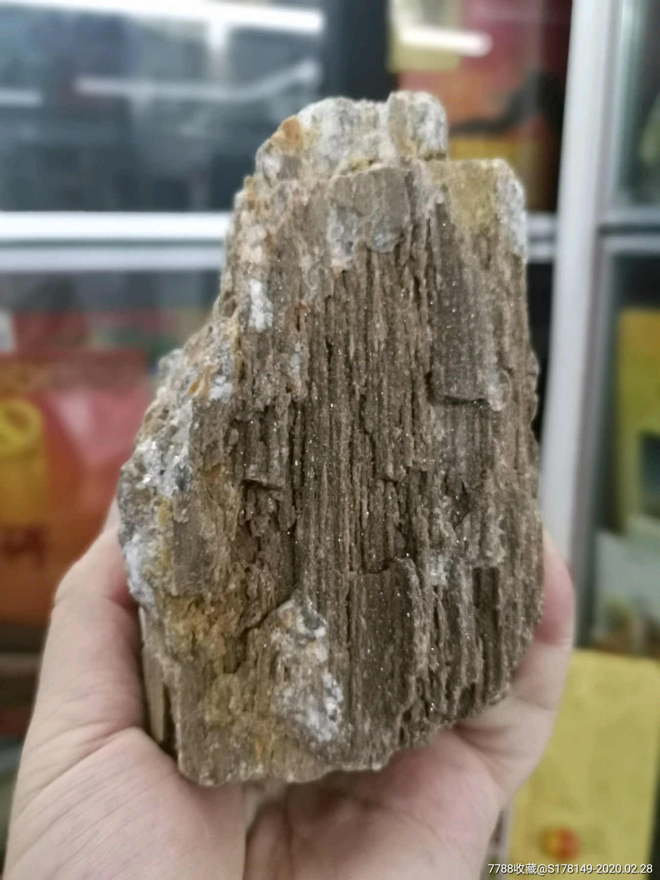 化石树化玉石炭纪树化玉产地新疆,高150mm宽78mm