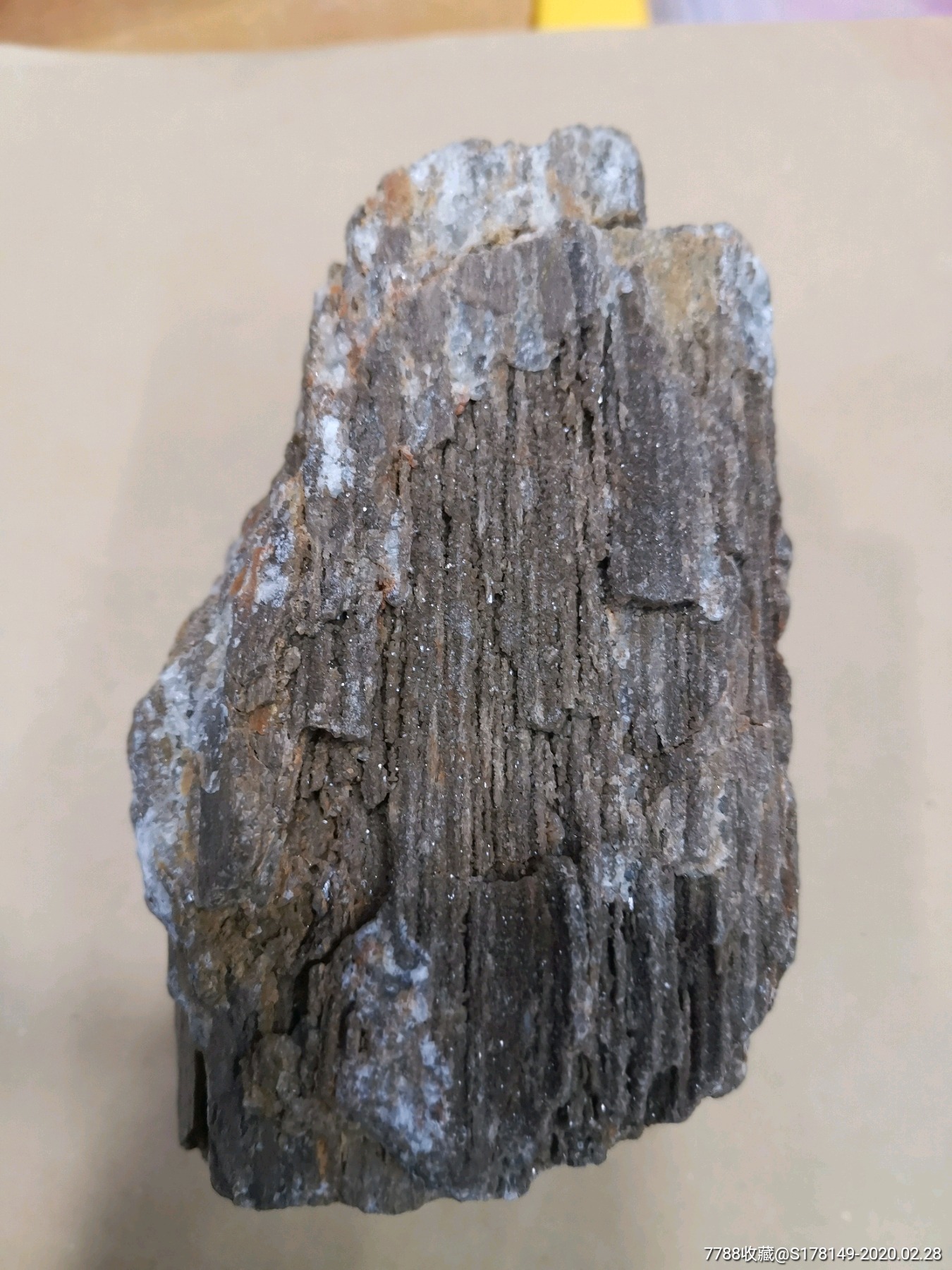 化石树化玉石炭纪树化玉产地新疆,高150mm宽78mm