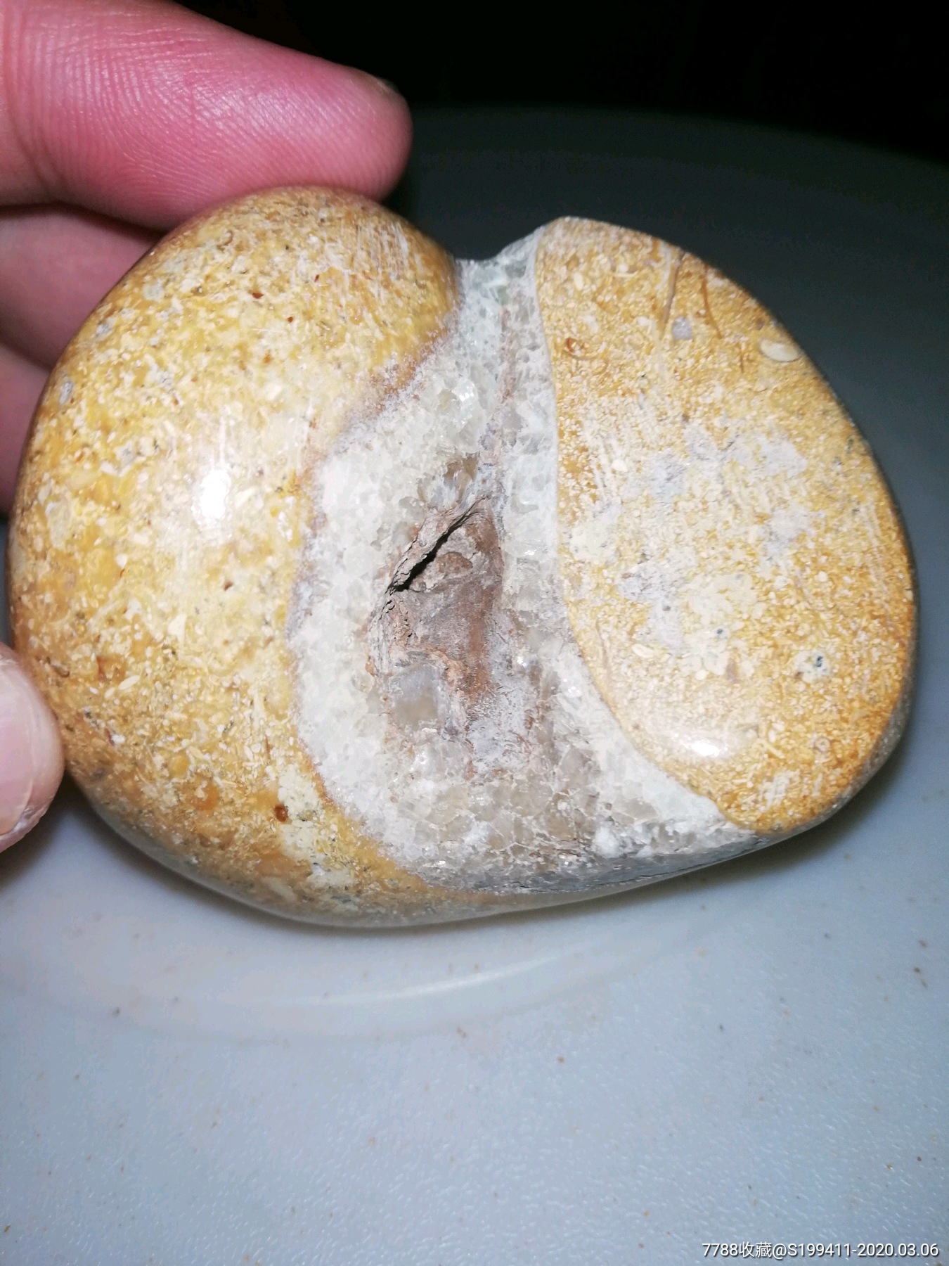 马蹄螺化石贝壳化石海螺化石