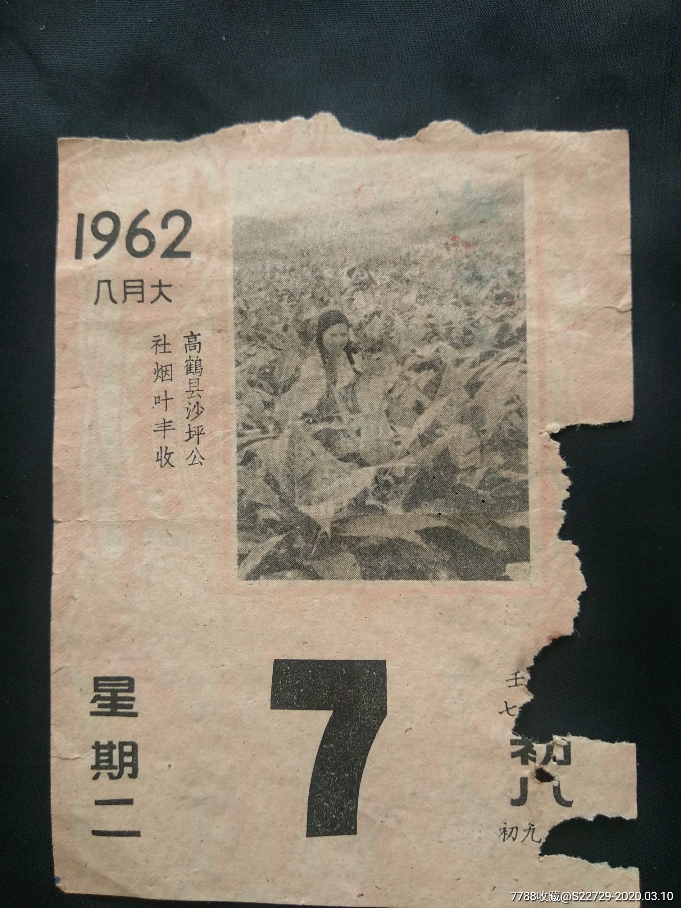 1962年日历纸高鹤县沙坪公社烟叶丰收