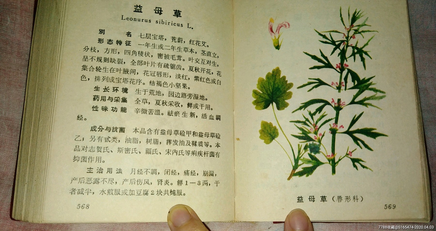 文革70年福州中草药临床手册草药书福州中草药书福州草药书