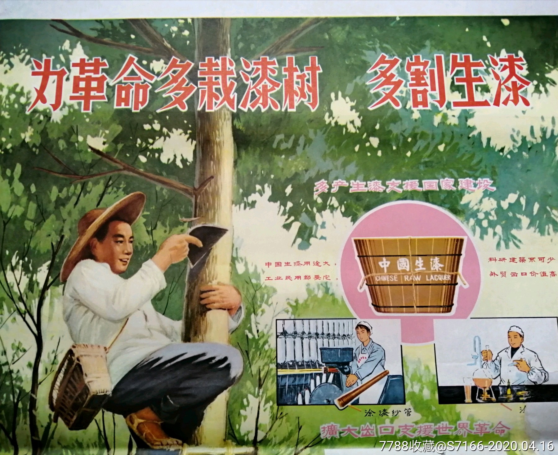 为革命多载漆树.多割生漆《地方文革口号版年历宣传画,少见品种》